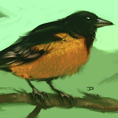 Ilustración / Oriole de Baltimore